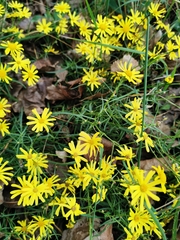 Senecio inaequidens