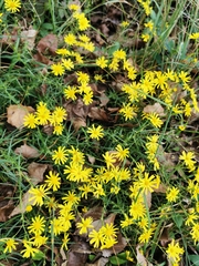 Senecio inaequidens