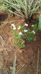 Dyschoriste setigera