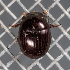 Pseudocanthon perplexus