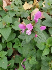 Lamium maculatum