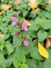 Lamium maculatum