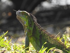 Iguana iguana