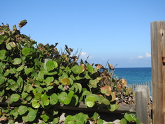 Coccoloba uvifera
