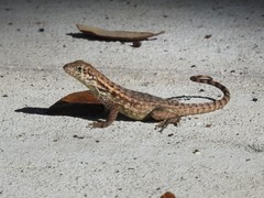 Leiocephalus carinatus