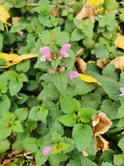 Lamium maculatum