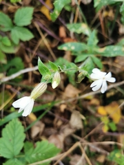 Silene latifolia
