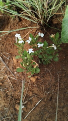 Dyschoriste setigera