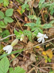 Silene latifolia