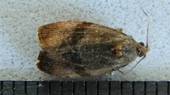 Evora hemidesma