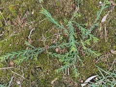 Phyllanthus ussuriensis