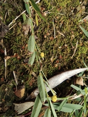 Phyllanthus ussuriensis