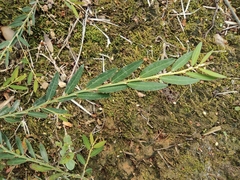 Phyllanthus ussuriensis