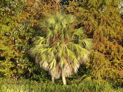 Acoelorraphe wrightii