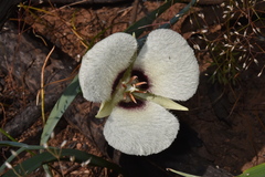Calochortus umpquaensis confertus