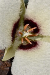 Calochortus umpquaensis confertus