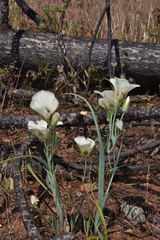 Calochortus umpquaensis confertus