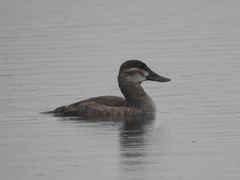 Oxyura jamaicensis image