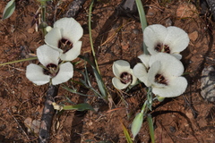 Calochortus umpquaensis confertus