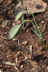 Calochortus umpquaensis confertus