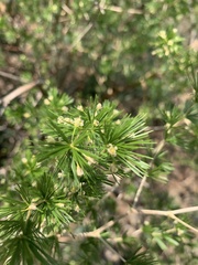Asparagus laricinus