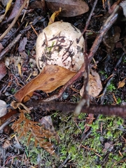 Russula crassotunicata