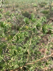 Asparagus laricinus
