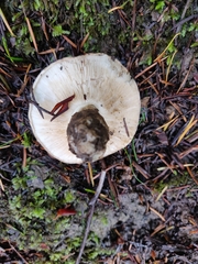 Russula crassotunicata