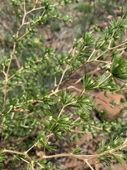Asparagus laricinus