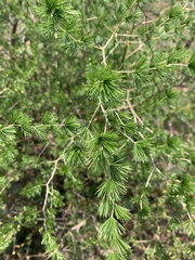 Asparagus laricinus