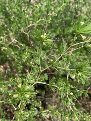 Asparagus laricinus