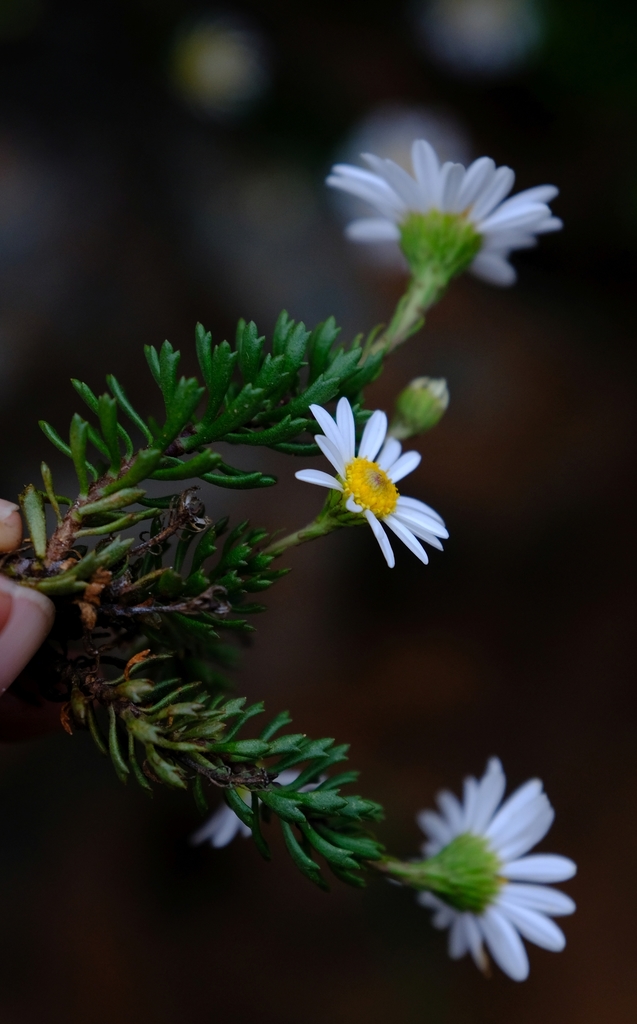 Little Swampdaisy