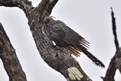 Corythaixoides concolor concolor