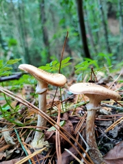 Armillaria cepistipes