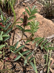 Indigofera sanguinea