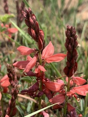 Indigofera sanguinea