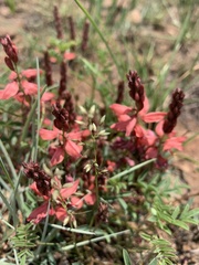 Indigofera sanguinea
