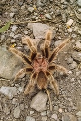 Grammostola rosea