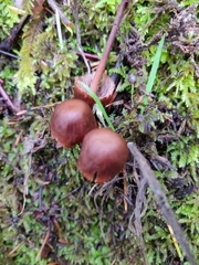 Psathyrella gracilis