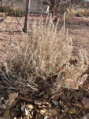 Krascheninnikovia lanata