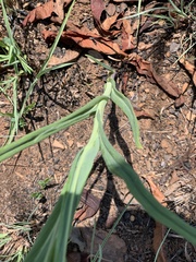 Senecio bupleuroides