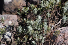 Hymenolepis