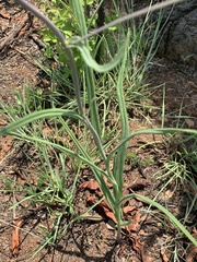 Senecio bupleuroides