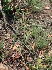 Senecio bupleuroides