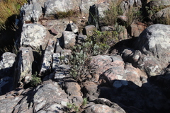 Hymenolepis