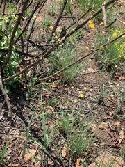 Senecio bupleuroides