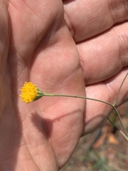 Senecio bupleuroides