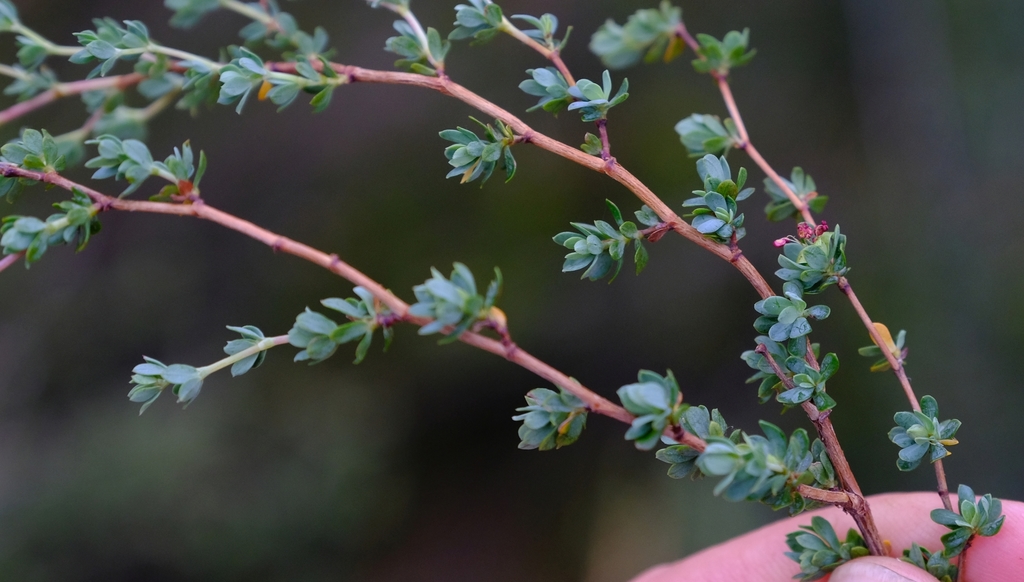 Cliffortia obovata from Overberg District Municipality, South Africa on