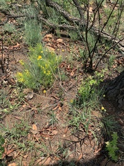 Senecio bupleuroides