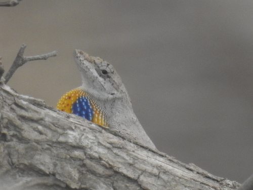 Silky Anole